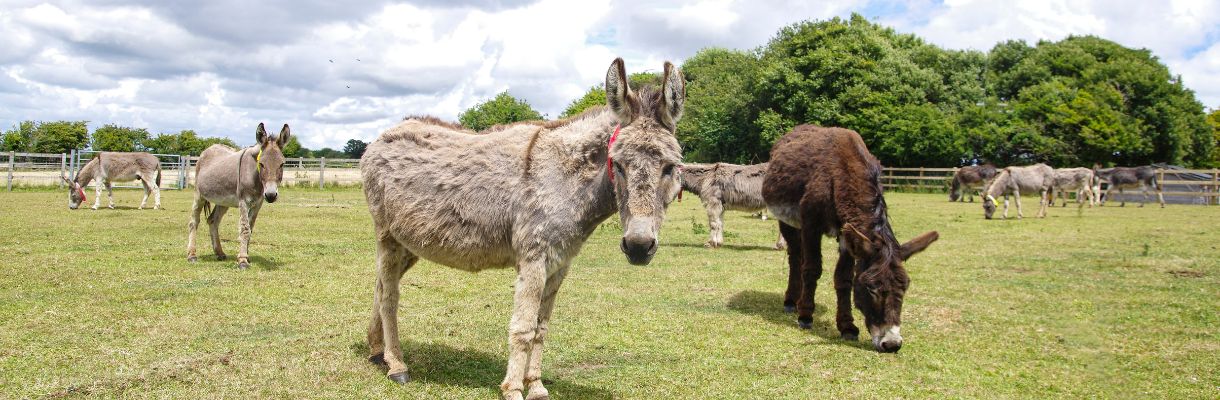 Donkeys in field at the Donkey Sanctuary